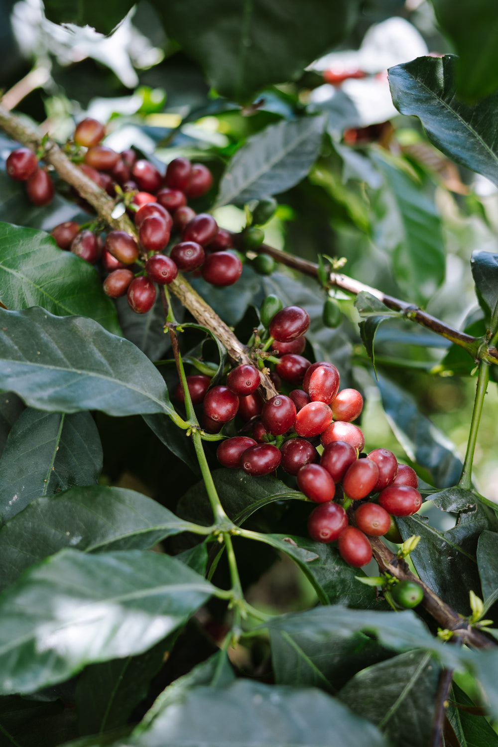 Red coffee berries on a branch with green leaves