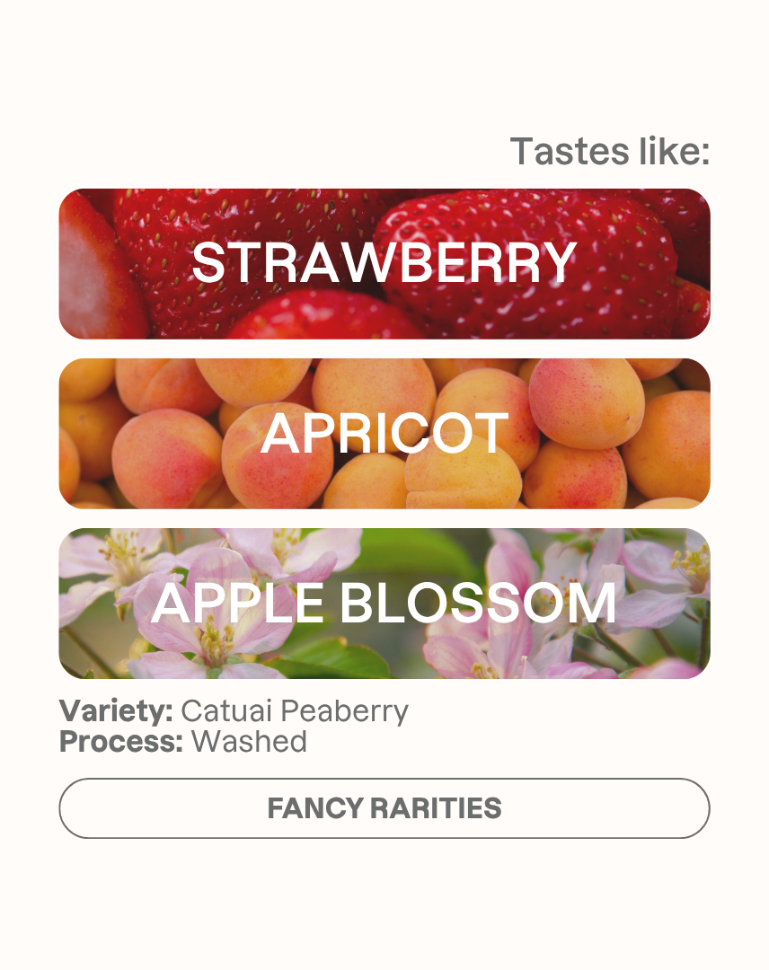 Tasting note graphic for Takesi Catuai Peaberry filter coffee highlighting Strawberry, Apricot, and Apple Blossom flavors