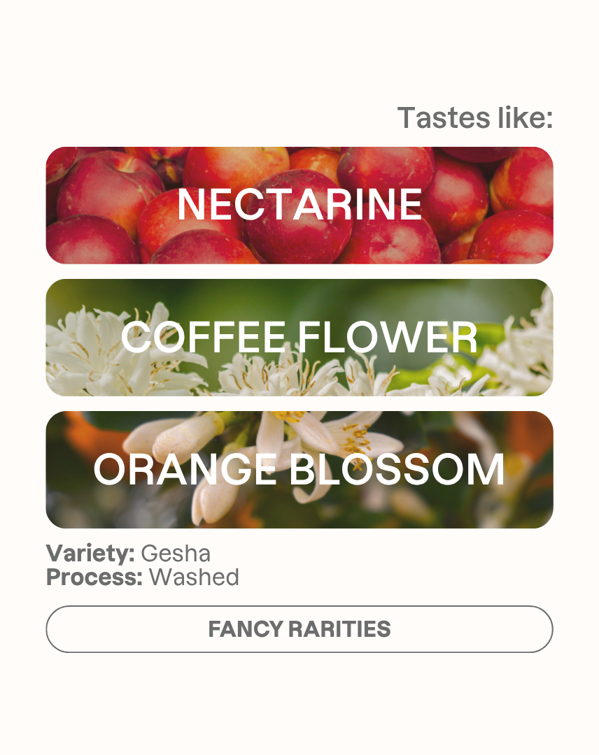 Tasting note graphic for Takesi Gesha filter coffee highlighting Nectarine, Coffee Flower, and Orange Blossom flavors.