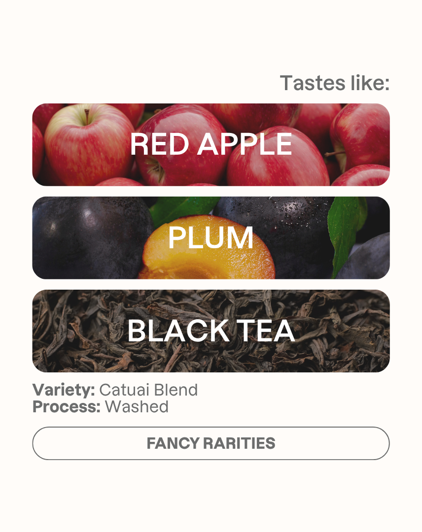 Tasting note graphic for Takesi Catuai Blend filter coffee highlighting Red Apple, Plum, and Black Tea flavors