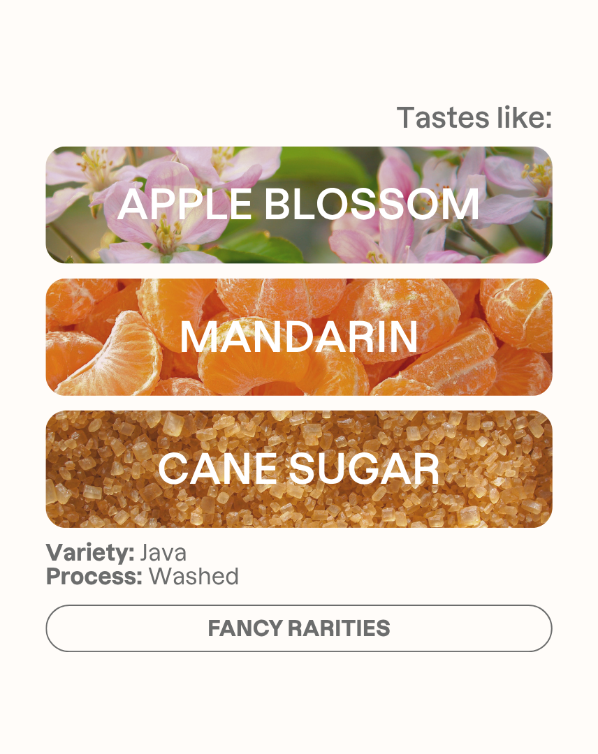 Tasting note graphic for Takesi Java filter coffee highlighting Apple Blossom, Mandarin, and Cane Sugar flavors.