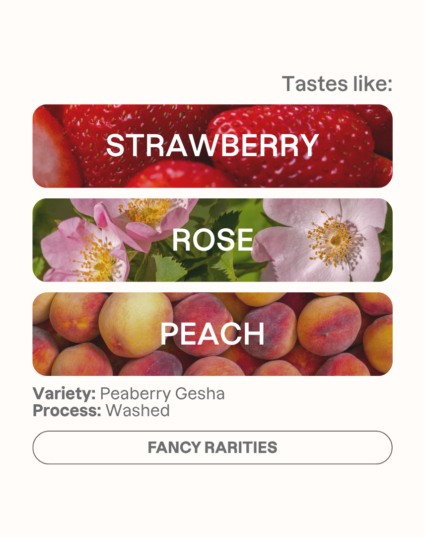 Tasting note graphic for Takesi Peaberry Gesha filter coffee highlighting Strawberry, Rose, and Peach flavors.
