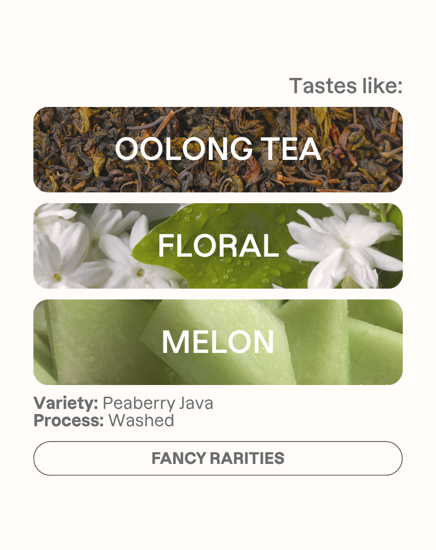 Tasting note graphic for Takesi Peaberry Java filter coffee highlighting Oolong, Floral, and Melon flavors.