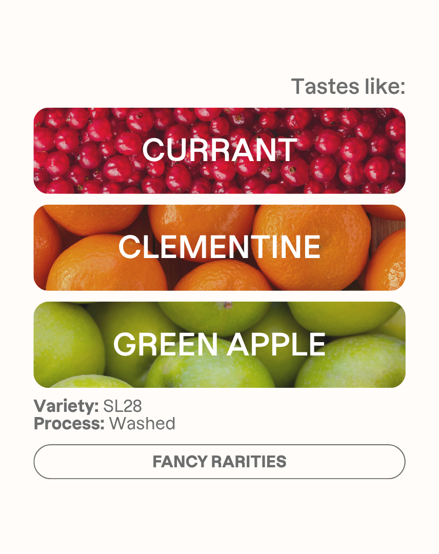 Tasting note graphic for Takesi SL28 filter coffee highlighting Currant, Clementine, and Green Apple flavors.