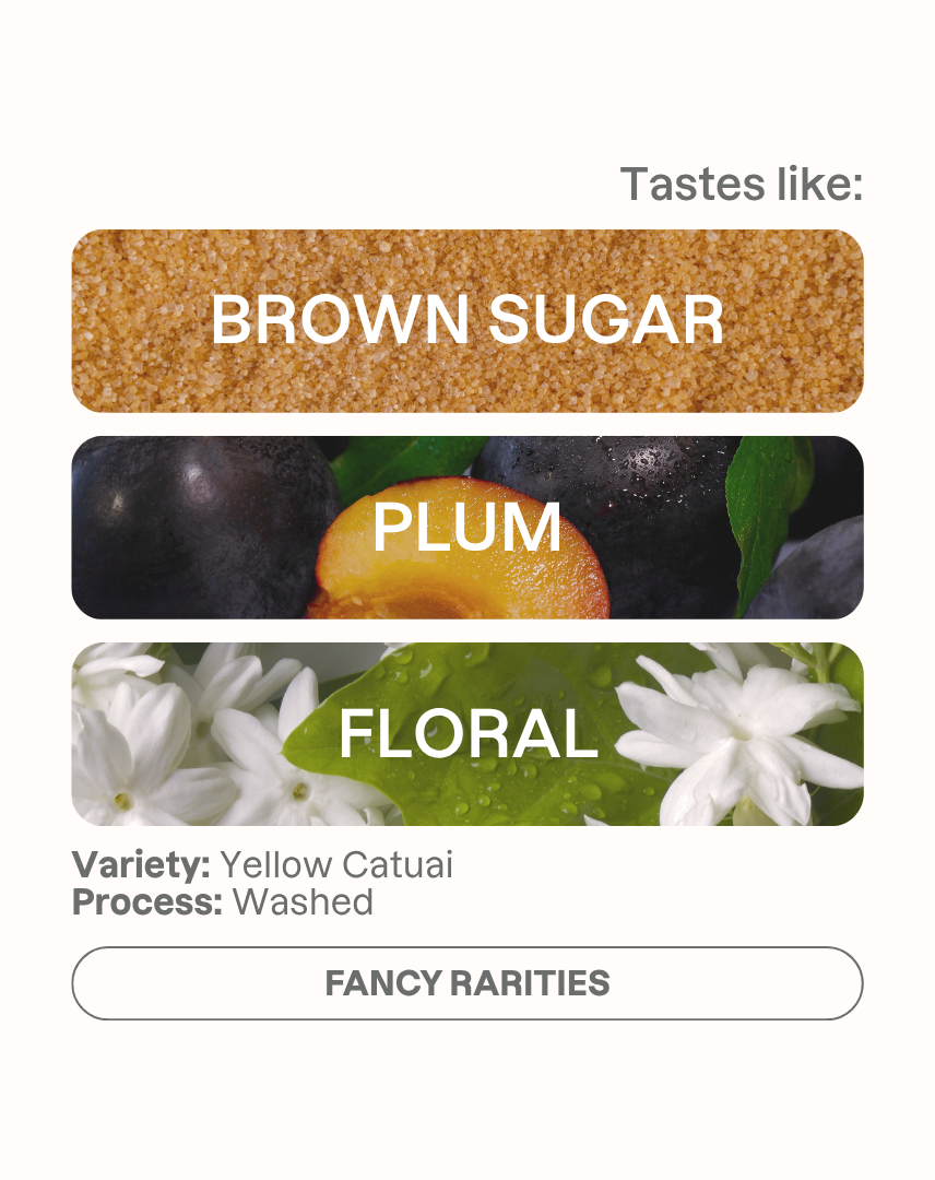 Tasting note graphic for Takesi Yellow Catuai filter coffee highlighting Brown Sugar, Plum, and Floral flavors